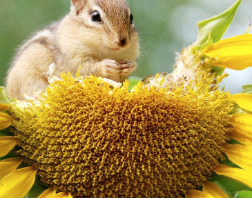 biodiversité